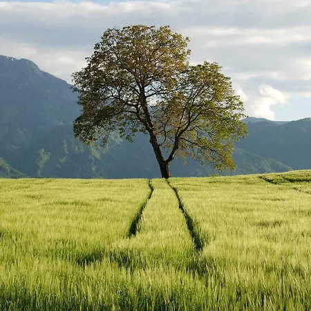 Gasthaus-gostisce-trattoria Ogris Ludmannsdorf